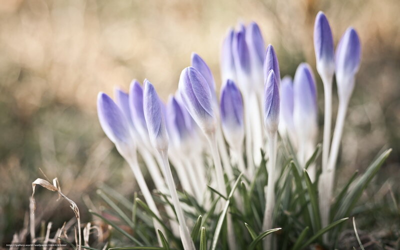 Purple Crocus Flowers — Serene, Spring, Photograph, Grass, Stem