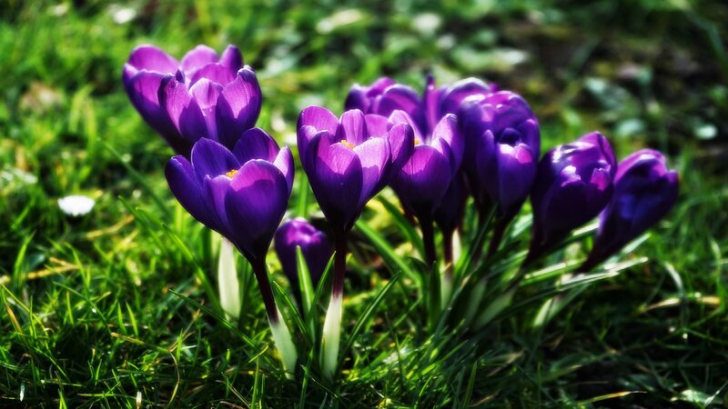 Purple Crocus Flowers — Serene, Spring, Photograph, Grass, Sunlight, Buds