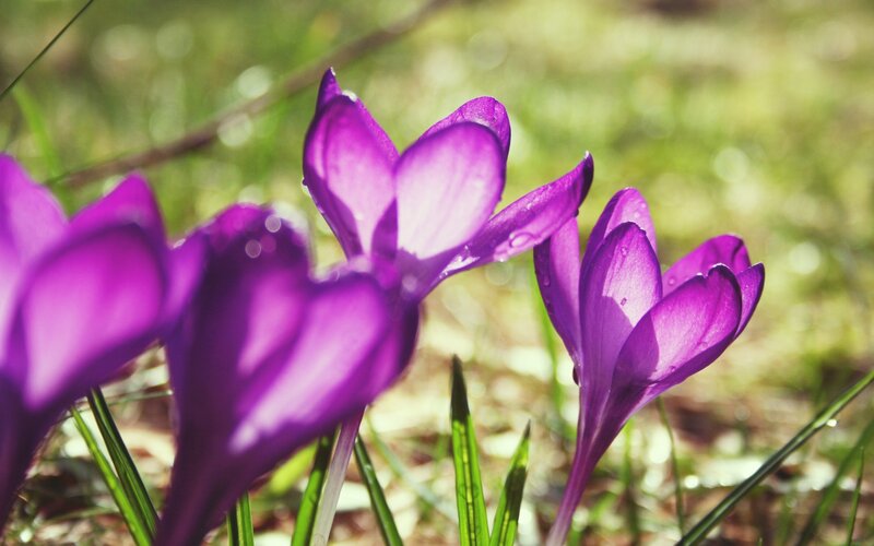 Purple Crocus Flowers — Serene, Spring, Photograph, Grass, Sunlight, Dew