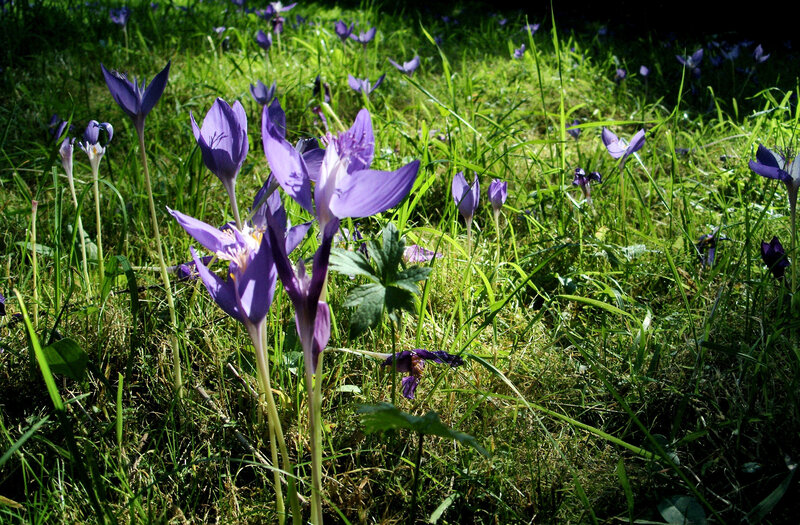 Purple Crocus Flowers — Serene, Spring, Photograph, Grass, Sunlight