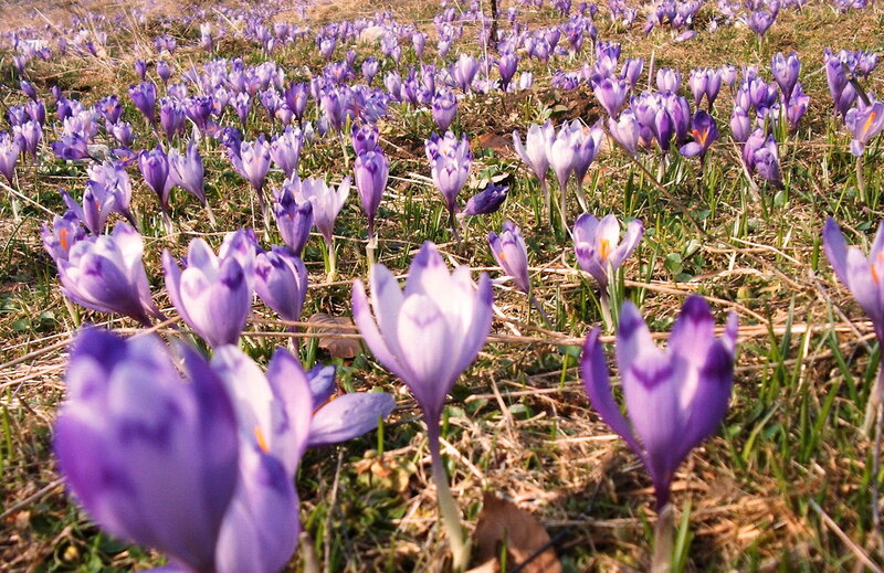 Purple Crocus Flowers — Serene, Spring, Photograph, Grass
