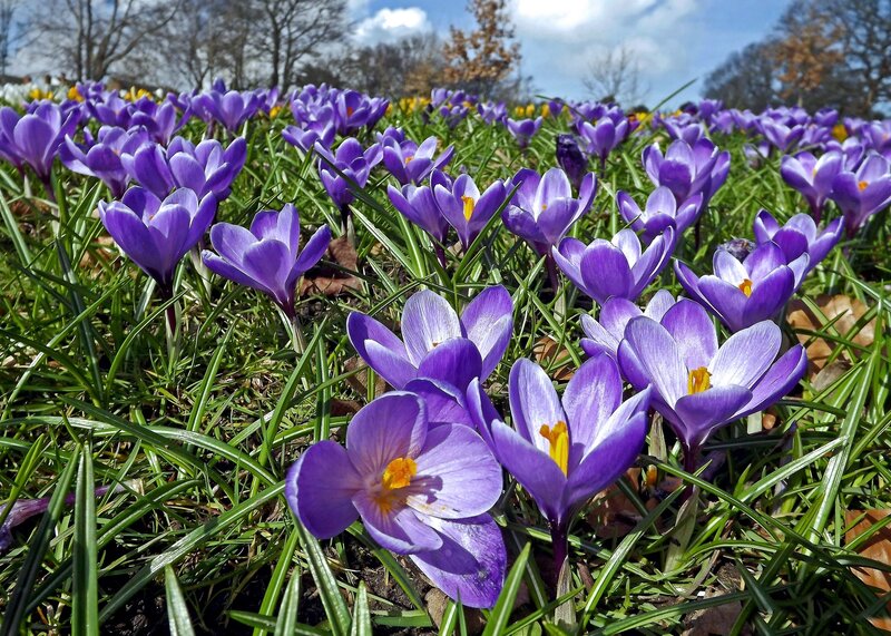 Purple Crocus Flowers — Serene, Spring, Photograph, Grass, Trees, Sky