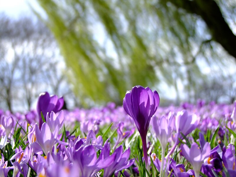Purple Crocus Flowers — Serene, Spring, Photograph, Grass, Trees