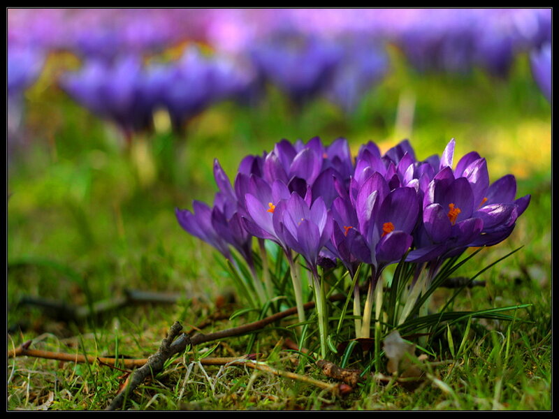 Purple Crocus Flowers — Serene, Spring, Photograph, Grass, Twigs