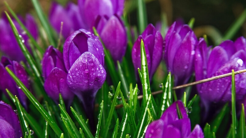 Purple Crocus Flowers — Serene, Spring, Photograph, Grass, Water Droplets, Buds, Green