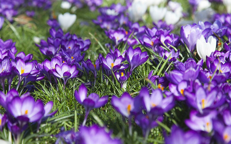 Purple Crocus Flowers — Serene, Spring, Photograph, Grass, White Crocuses