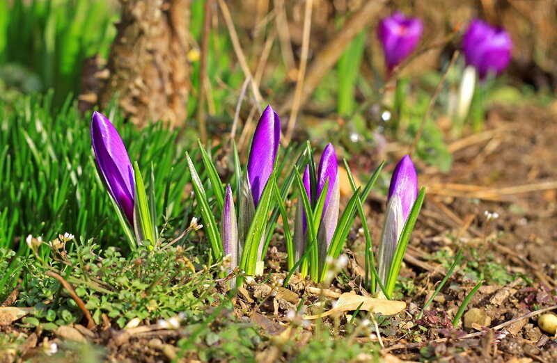 Purple Crocus Flowers — Serene, Spring, Photograph, Green Grass, Soil