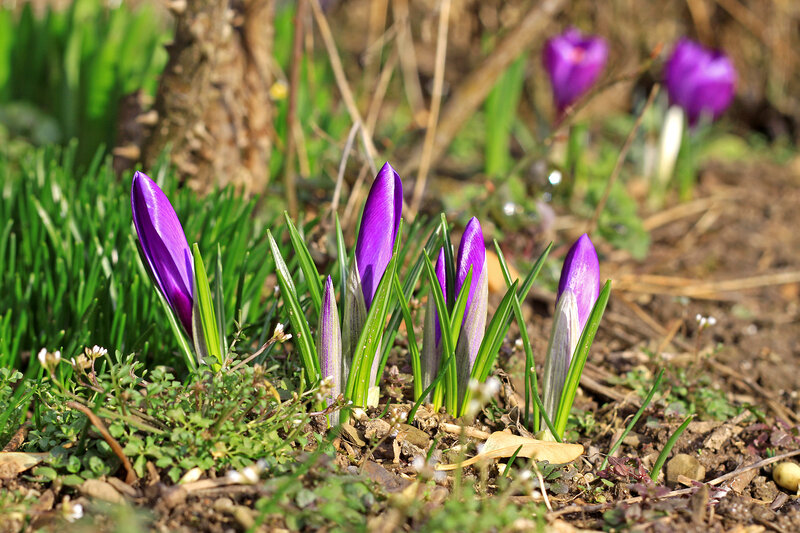 Purple Crocus Flowers — Serene, Spring, Photograph, Green Grass, Soil, Tree Trunk