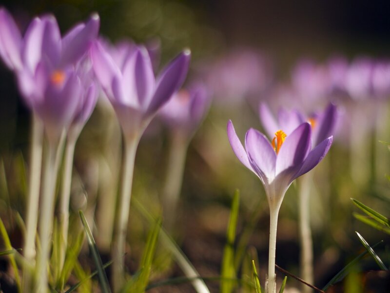 Purple Crocus Flowers — Serene, Spring, Photograph, Green Grass, Sunlight