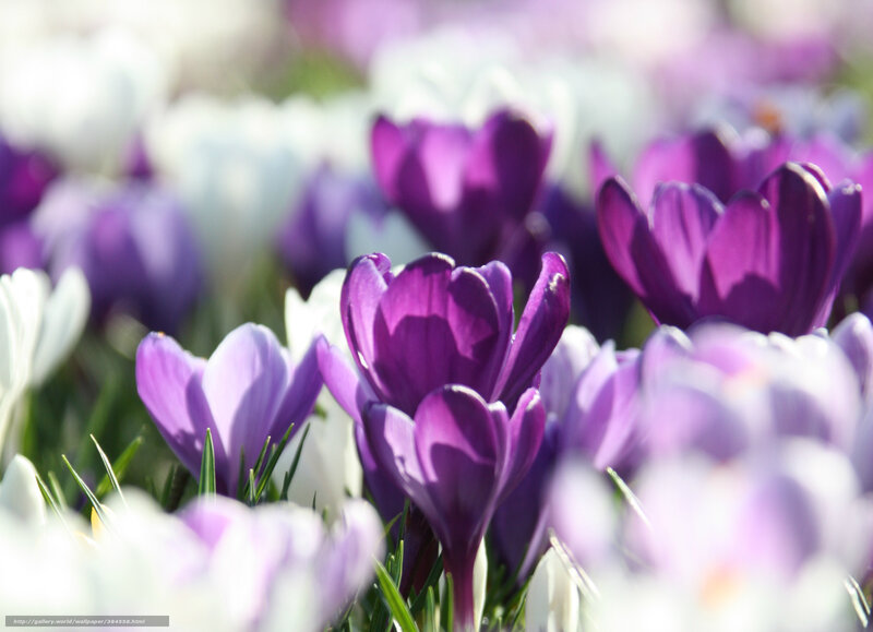 Purple Crocus Flowers — Serene, Spring, Photograph, Green Grass, White Flowers