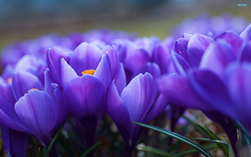 Purple Crocus Flowers — Serene, Spring, Photograph, Green Grass, Yellow Center