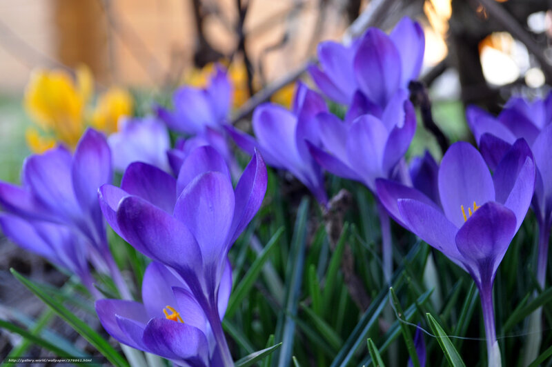 Purple Crocus Flowers — Serene, Spring, Photograph, Green Grass, Yellow Flowers, Branches