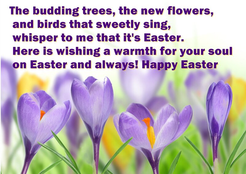 Purple Crocus Flowers — Serene, Spring, Photograph, Green Grass, Yellow Flowers, Text