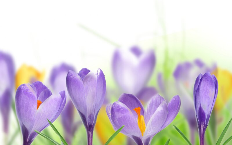 Purple Crocus Flowers — Serene, Spring, Photograph, Green Grass, Yellow Flowers