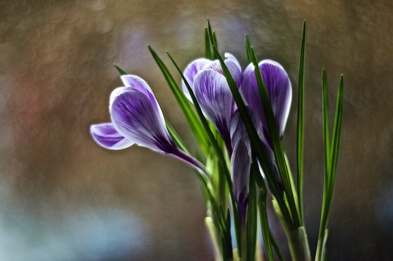 Purple Crocus Flowers — Serene, Spring, Photograph, Green Leaves, Blurred Background