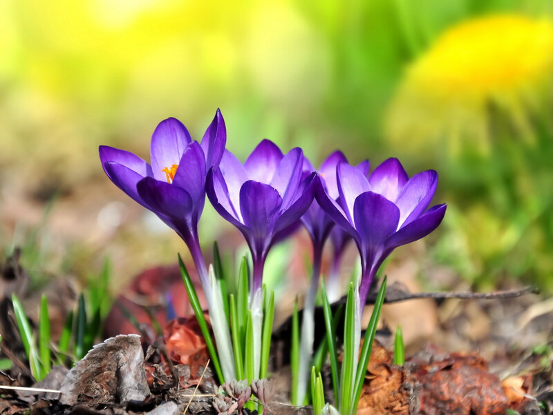 Purple Crocus Flowers — Serene, Spring, Photograph, Green Leaves, Brown Soil, Sunlight