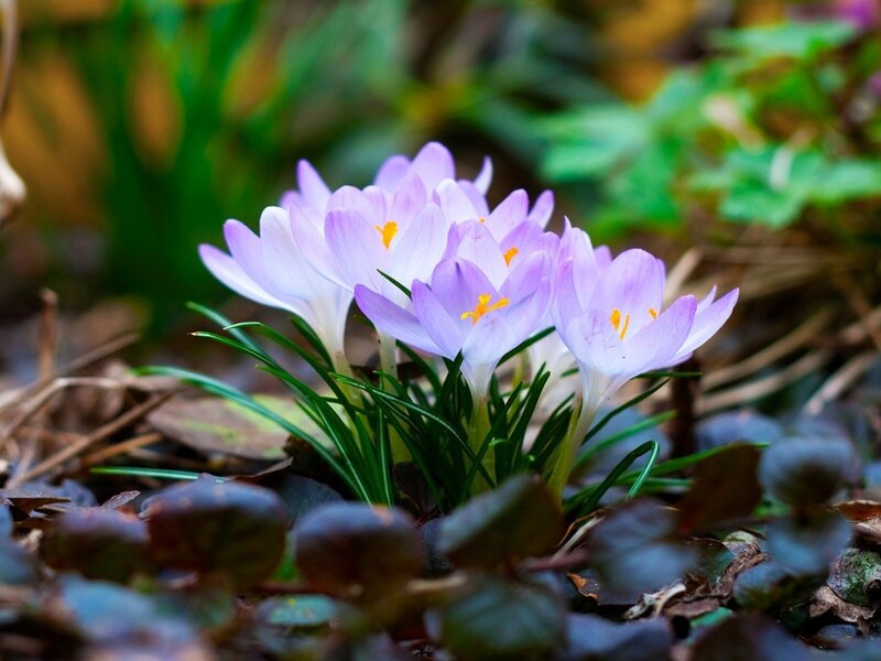 Purple Crocus Flowers — Serene, Spring, Photograph, Green Leaves, Brown Soil