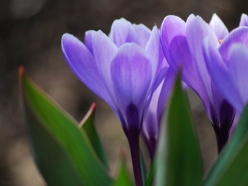 Purple Crocus Flowers — Serene, Spring, Photograph, Green Leaves, Flower Buds