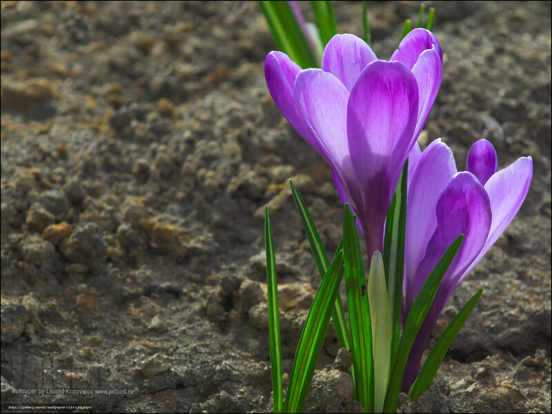 Purple Crocus Flowers — Serene, Spring, Photograph, Green Leaves, Soil, Ant