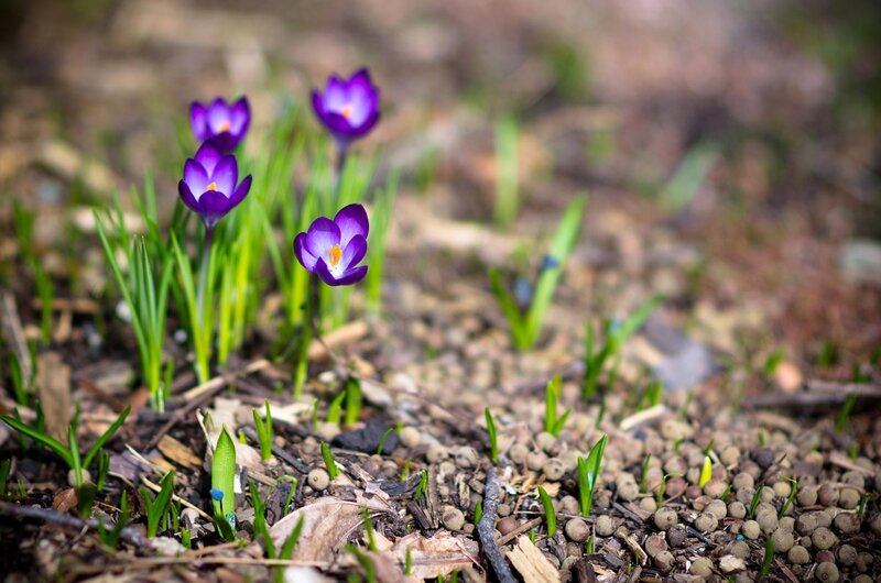 Purple Crocus Flowers — Serene, Spring, Photograph, Green Leaves, Soil, Pebbles