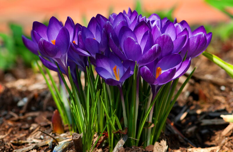 Purple Crocus Flowers — Serene, Spring, Photograph, Green Leaves, Soil, Sunlight