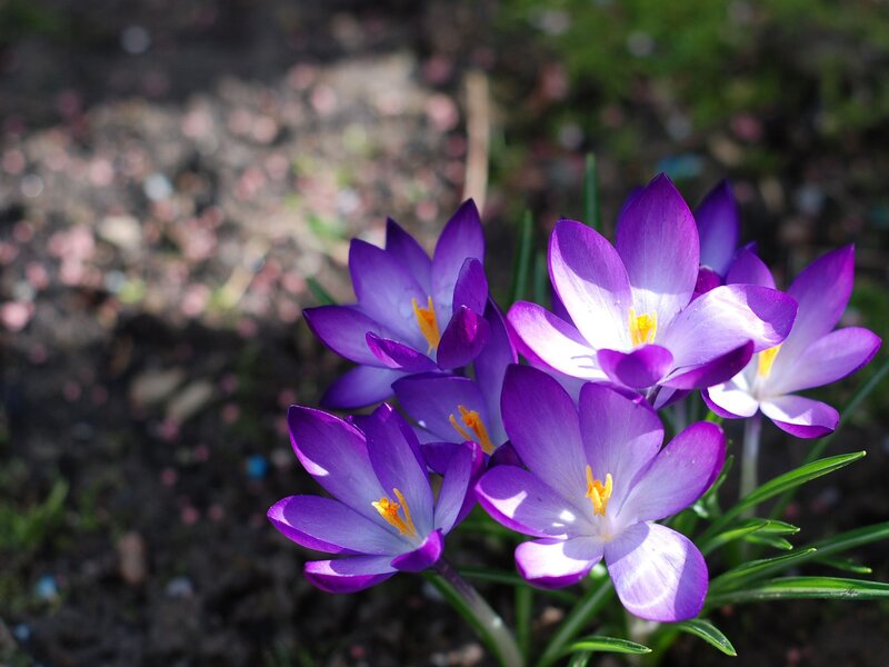 Purple Crocus Flowers — Serene, Spring, Photograph, Green Leaves, Soil, White