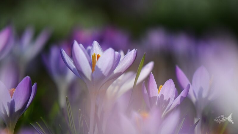 Purple Crocus Flowers — Serene, Spring, Photograph, Green Leaves, Sunlight, White, Yellow