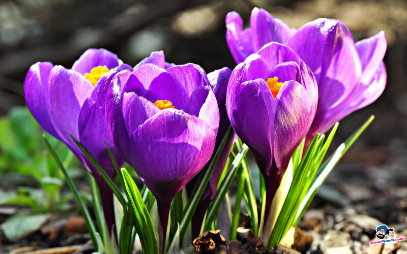 Purple Crocus Flowers — Serene, Spring, Photograph, Green Leaves, Yellow Centers
