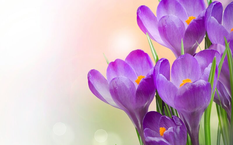 Purple Crocus Flowers — Serene, Spring, Photograph, Green Stems