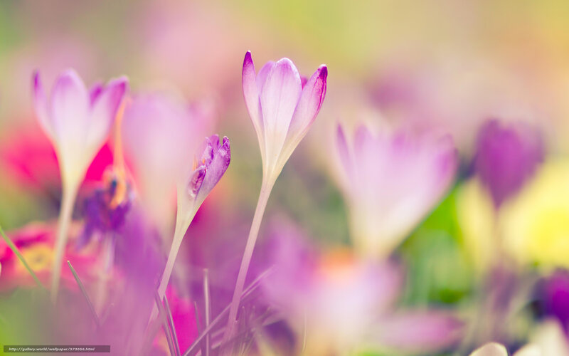 Purple Crocus Flowers — Serene, Spring, Photograph, Greenery, Blurred Background