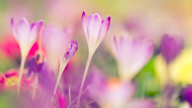 Purple Crocus Flowers — Serene, Spring, Photograph, Greenery