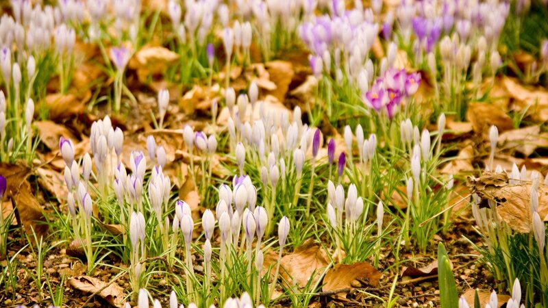 Purple Crocus Flowers — Serene, Spring, Photograph, Leaves, Grass