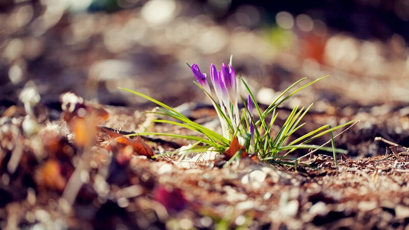 Purple Crocus Flowers — Serene, Spring, Photograph, Leaves, Soil