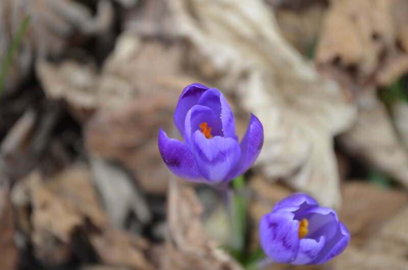 Purple Crocus Flowers — Serene, Spring, Photograph, Leaves, Stem