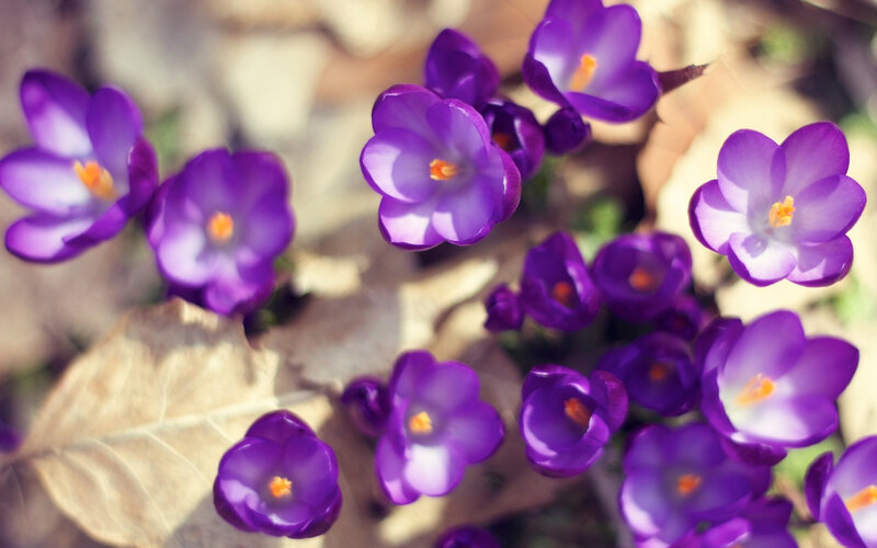 Purple Crocus Flowers — Serene, Spring, Photograph, Leaves, Sunlight