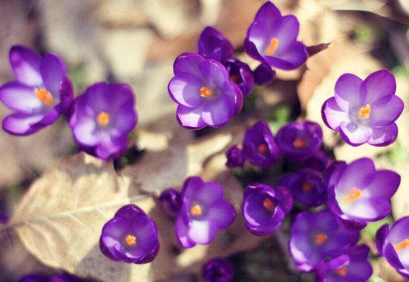 Purple Crocus Flowers — Serene, Spring, Photograph, Leaves, Sunlight, Yellow, Brown