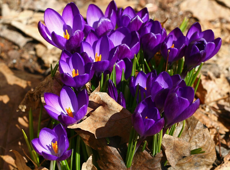 Purple Crocus Flowers — Serene, Spring, Photograph, Leaves