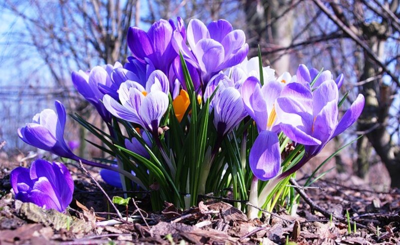 Purple Crocus Flowers — Serene, Spring, Photograph, Leaves, Trees