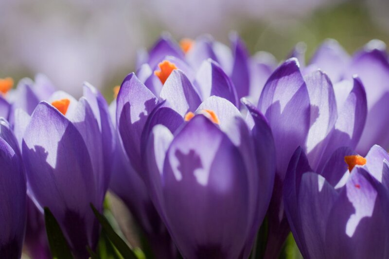 Purple Crocus Flowers — Serene, Spring, Photograph, Orange Stamen, Green Leaf