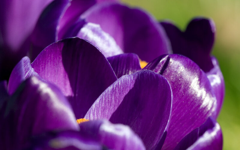 Purple Crocus Flowers — Serene, Spring, Photograph, Petals, Sunlight
