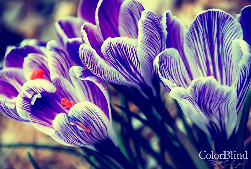 Purple Crocus Flowers — Serene, Spring, Photograph, Petals