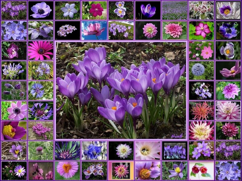 Purple Crocus Flowers — Serene, Spring, Photograph, Plants