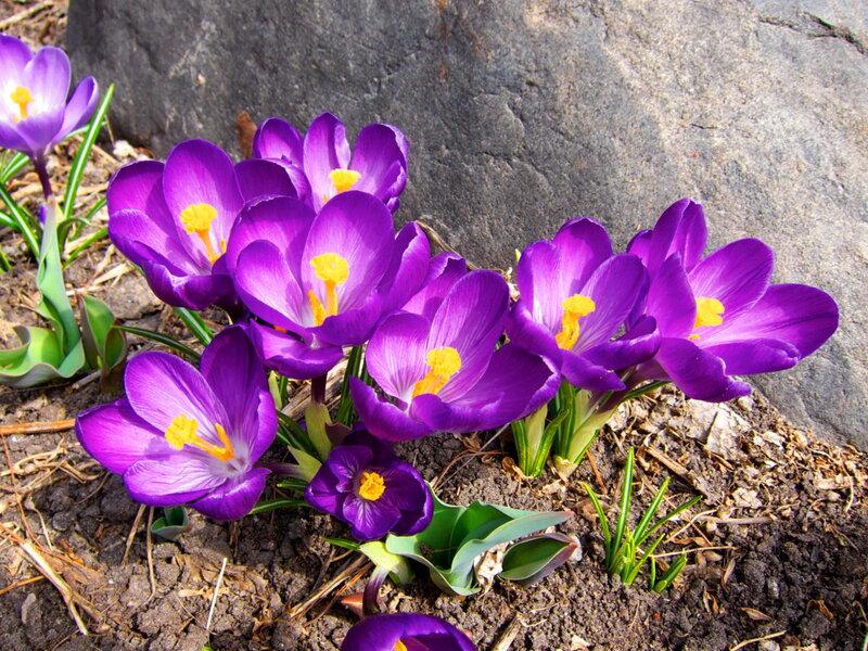 Purple Crocus Flowers — Serene, Spring, Photograph, Rock