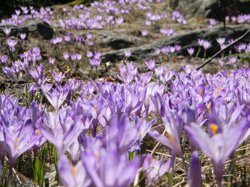 Purple Crocus Flowers — Serene, Spring, Photograph, Rocks, Grass