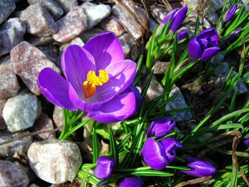 Purple Crocus Flowers — Serene, Spring, Photograph, Rocks, Green Leaves