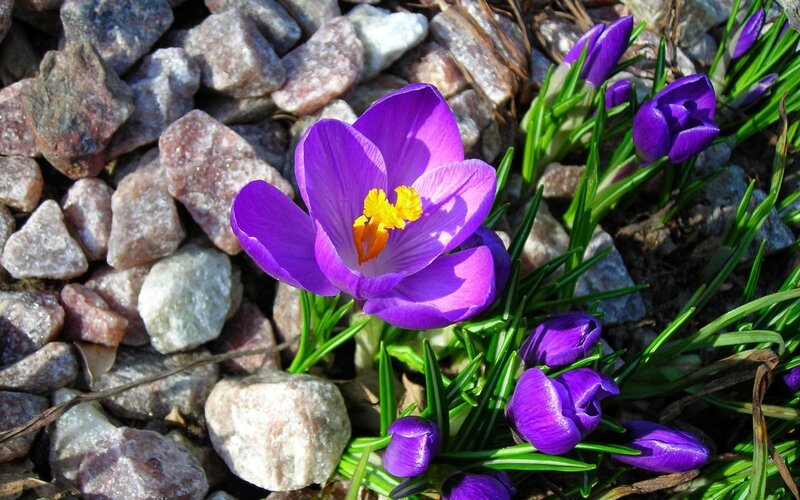 Purple Crocus Flowers — Serene, Spring, Photograph, Rocks