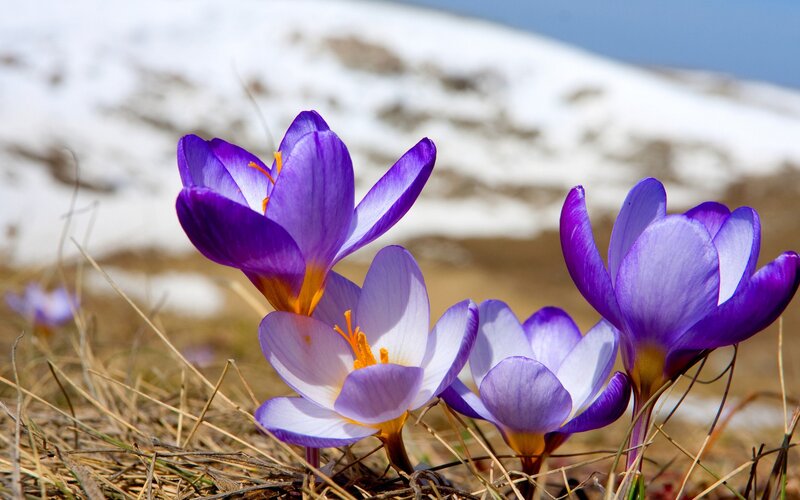 Purple Crocus Flowers — Serene, Spring, Photograph, Snow, Grass, Mountain, White
