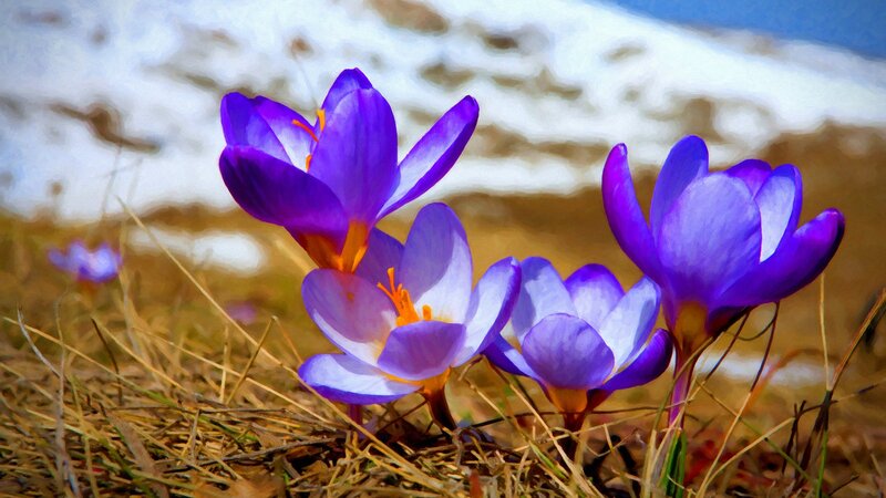 Purple Crocus Flowers — Serene, Spring, Photograph, Snow, Grass, Yellow Stamen