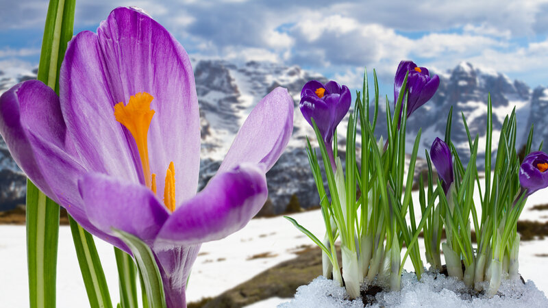 Purple Crocus Flowers — Serene, Spring, Photograph, Snow, Mountains