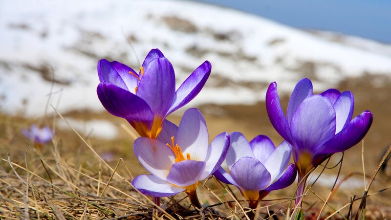 Purple Crocus Flowers — Serene, Spring, Photograph, Snow